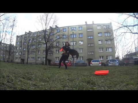Dogfrisbee trainings with Blade - 03.01.2020 / 05.03.2020