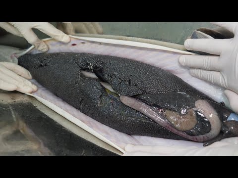 이 놈 한 마리 가치가 무려 1500만원? 세계 3대 진미 캐비어가 만들어지는 과정 / How caviar is made /  Korean street food