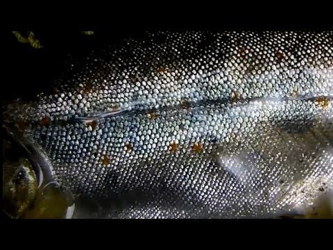 Amago Trout on Dryfly in Spring, Japan 