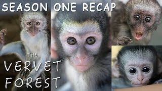 Amazing Baby Orphan Monkey Rescues - The Vervet Forest - Season 1 Recap
