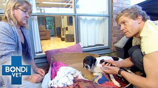Dog's Complicated Delivery After Unexpected Pregnancy | Bondi Vet Double Episode