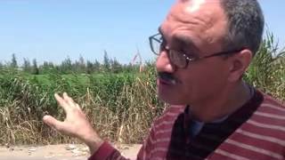 preview picture of video 'In-stream wetland in Egypt'