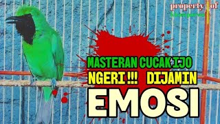 Download lagu Langsung Mau Jamtrok !! Cucak Ijo Gacor Full Isian Tembakan, Ampuh Untuk Pancingan Cucak Ijo Lomba! mp3