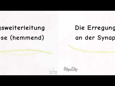 Die Erregungsweiterleitung an der Synapse (hemmend)