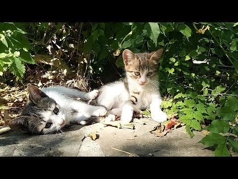 2 Kittens abandoned by their Mother. I fed the kittens 😢🥰