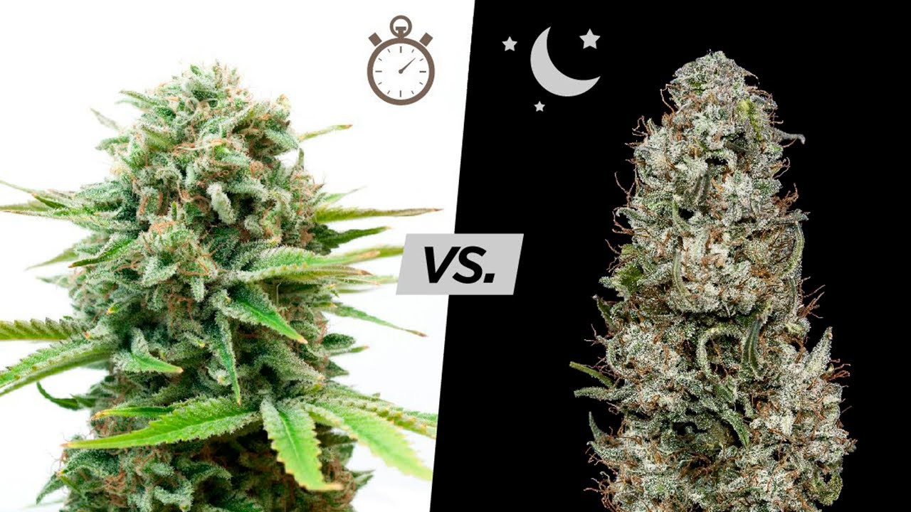 Семена Канабиса Купить Еррор Сидс