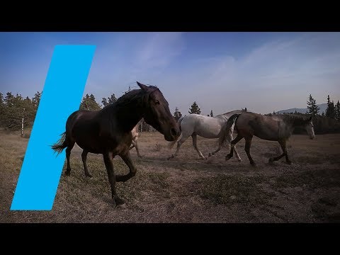 野生與：馬 (360視頻) (Wild With: Horses (360 Video))