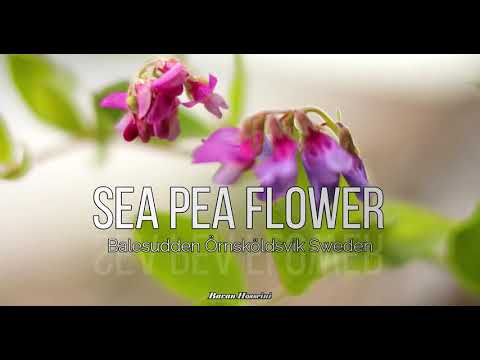 Relaxing 4K Video of Sea Pea & Calluna Flowers | Balesudden, Örnsköldsvik 🌸✨