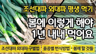 조선대파 외대파 평생먹기 -  봄에 이렇게 하면 가능해요