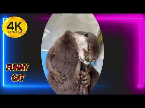 cute cat 🐈😺 funny moment 🤣😭#shorts