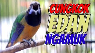Download lagu NEMBAK INI SEMUA MUSUH DROP MENTAL.. Cucak Cungkok Edan Full Tembakan Istimewa #cucakcungkok mp3