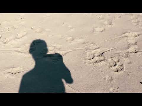PUGMARKS ON THE BEACH