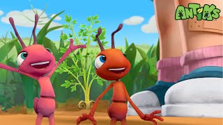 Joey and Boo Run Out of Food and Try Growing Their Own — But Farming Takes Patience! | Antiks