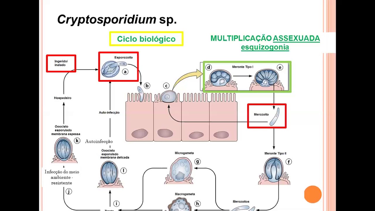 CRIPTOSPORIDIOSE 2