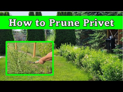 🌳✂How to Prune Privet Hedge Year 2. #gardeningtips #gardening #pruning #fastgrowingtrees #zone4