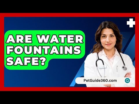 Are Water Fountains Safe? - PetGuide360.com