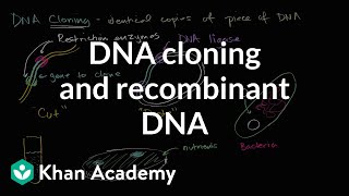 DNA cloning and recombinant DNA | Biomolecules | MCAT | Khan Academy