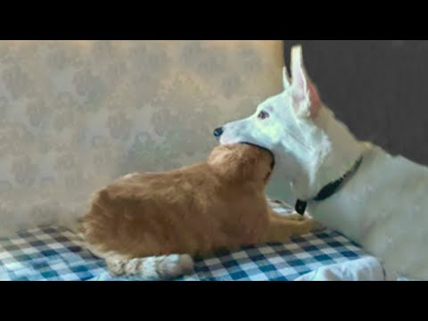 Dog Caught Eating a Cat - YouTube