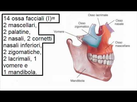 Come rafforzare il ginocchio artrosi congiunta Ricarica per il dolore alla schiena del video