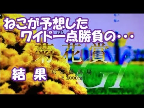 菊花賞　結果　ねこが予想したワイド一点勝負！ダイエット大作戦！