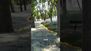 Burning Cottonwood Fluff #dndx1