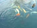 Koi fish at Maymont