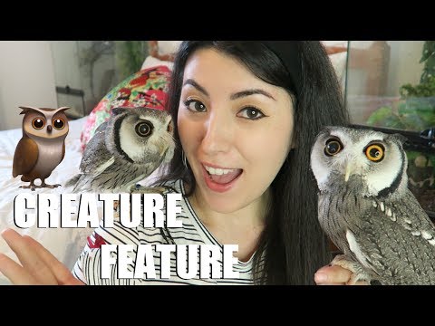 download lagu mp3 mp4 Owl Com My, download lagu Owl Com My gratis, unduh video klip Owl Com My