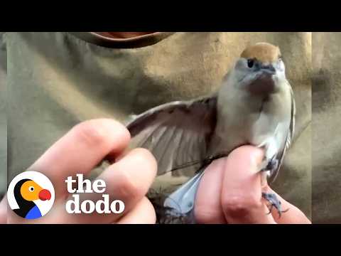 Woman Saves Hundreds Of Birds From Illegal Poaching  | The Dodo