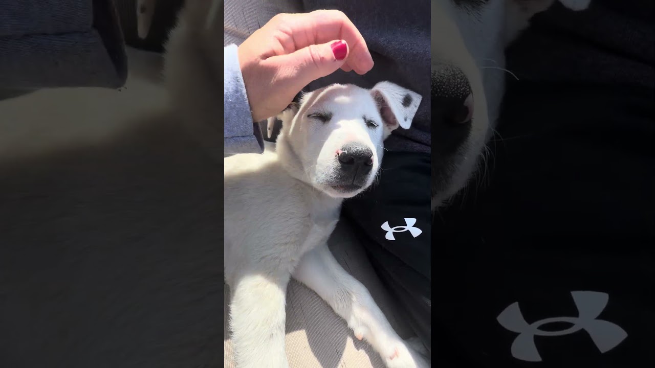 Enlarge Mahalo, a ADOPTABLE mixed breed in College Grove, TN video 3/6