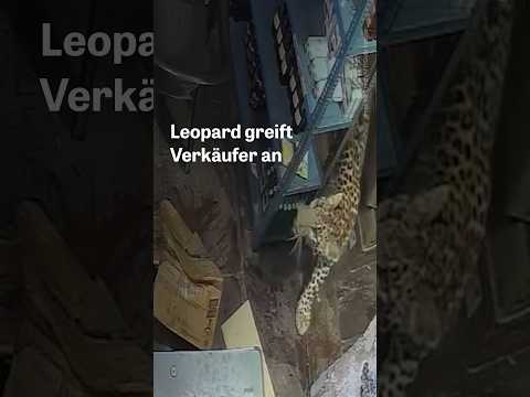 Video Thumbnail: Leopard greift Schnapsverkäufer an