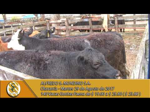 29-08-17 Venta de Vacas Gordas - Alfredo S Mondino - Olavarria