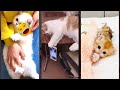 Funny Pets Funny Cats Meme CazyFunnyCats Part 4687