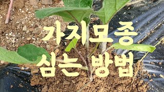 가지 모종 세포기만 심으도 많이 수확하기