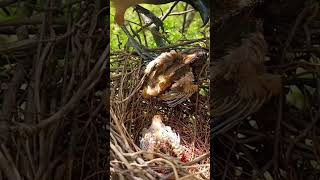 so sad for mother baby bird #bird #babybird #shortvideo #youtubeshorts #ytshorts
