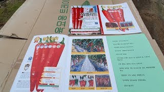 고추모종 복합내병계품종 택배판매 주문받습니다.