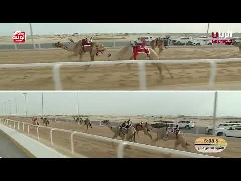 ش 11 (نسايم) لـ هجن الرئاسة  9:04:45  ، مهرجان ختامي الشحانية 2026/04/24 إيذاع