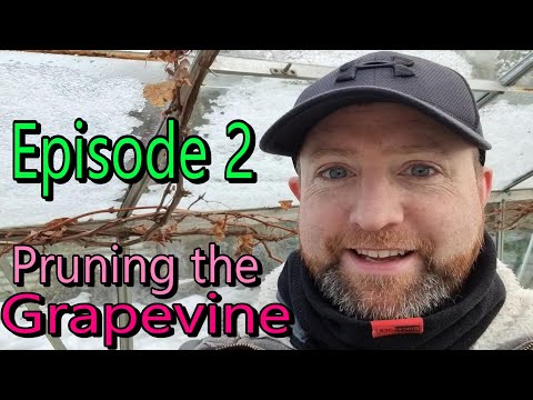 Episode2 - Winter pruning a Grapevine in the UK
