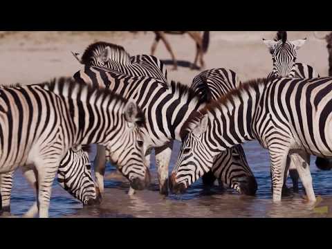 Jetzt Träumer - später Weltenbummler: Safari in Afrika