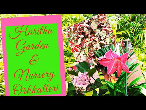 Haritha Garden and Nursery Orkkatteri.... Part 1