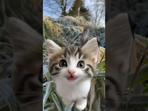 Ich liebe dich obwohl du Scheiße bist #shorts