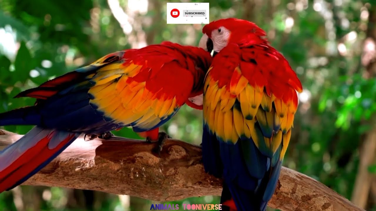 4k Amazon adventure majestic birds wild animals and serene river