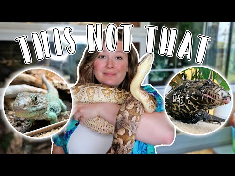 5 Alternatives to Huge Pet Reptiles