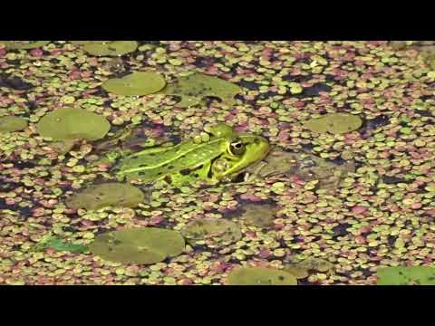 der Teichfrosch