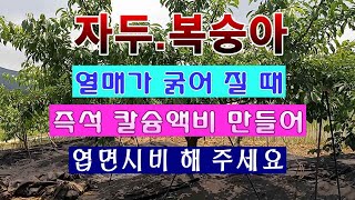 [텃밭농부 1,518]  자두. 복숭아나무에 즉석에서 만든 칼슘액비 엽면시비 하는 방법. #자두재배. #복숭…