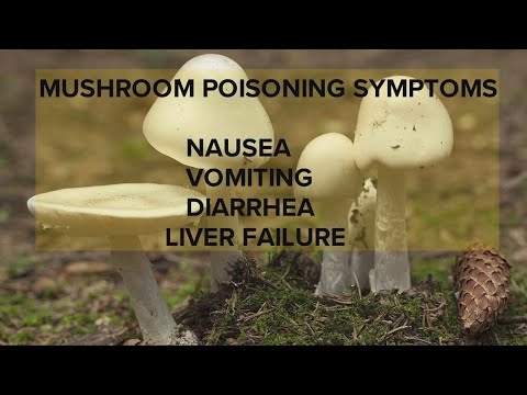 Deadly mushroom poisonings on the rise: Northeast Ohio doctor, patient offer advice