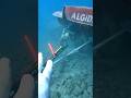 ZIPKIN AVINDA SON NOKTA Zıpkınlabalıkavı Spearfishing