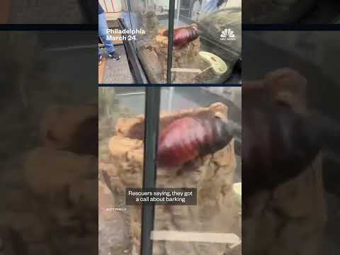 Exotic animals rescued from abandoned home in Philly