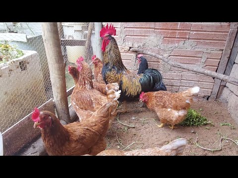How to prepare chicken manure for use in the garden