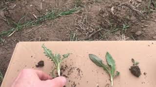 Identify Tough Weeds, control them with Tridem™ in wheat