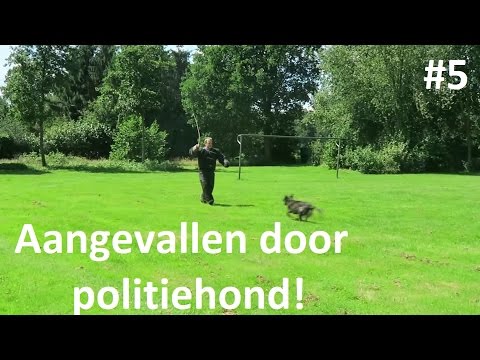 AANGEVALLEN DOOR POLITIEHOND! #5